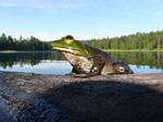 Petawawa River (Jul 2012) - B and S (1) - 154
